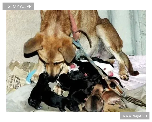 孙悦家的狗都比我去过的地方多